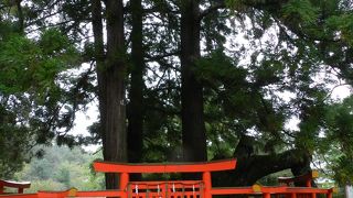 神々しい雰囲気が漂っています