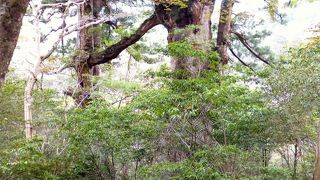 太くて低いほうが夫