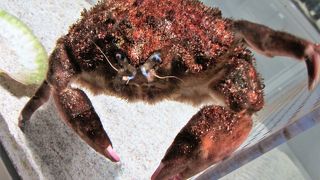 ギャラリーと動物カフェ