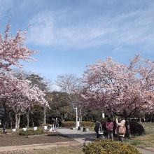 河津桜が満開できれい