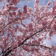 満開の河津桜