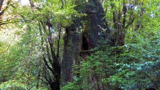 トロッコ道沿い