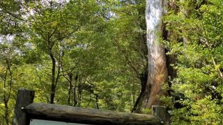 雲水峡の入り口近くの大杉