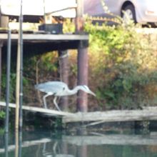 柳川水郷の景色