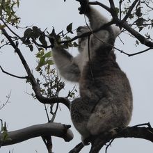 公園内で見た天然コアラ