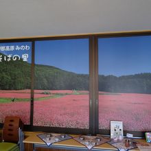 赤そばの花が満開！　写真ですけど。