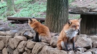 キツネはかわいいけど匂いが・・・