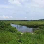 島の真ん中に湿原があったとは