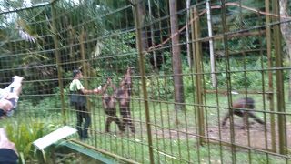 オランウータンに会いに行きましょう