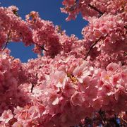 私有地に生える河津桜。　観光客にも大人気!