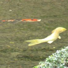 枯山水の庭園横に、池があります。