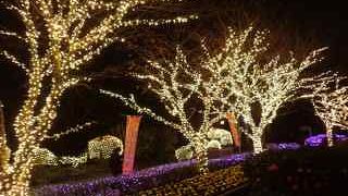 ライトアップを見に