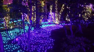 イルミネーションを見に