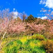 菜花と河津桜と紅梅のコラボ