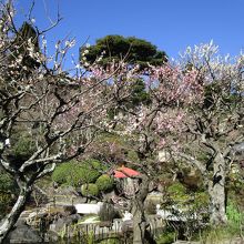 長谷寺の梅の花
