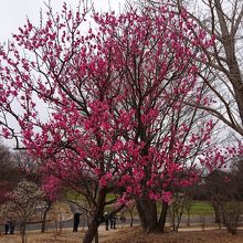 梅の花の季節です