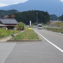 チューリップ街道