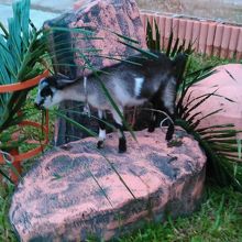 子ヤギがいます