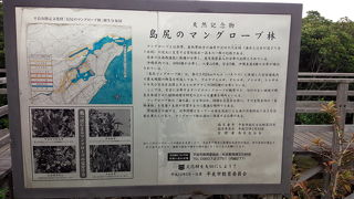 遊歩道を歩きながらマングローブが見れます