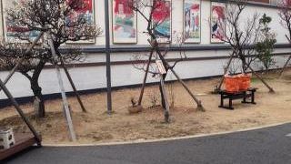 梅もありました