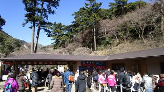 コンパクトに楽しめる梅の花見