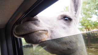 動物達に囲まれる幸せ
