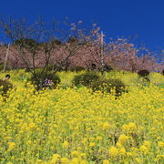 菜の花、河津桜、梅に富士山