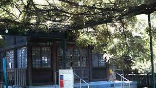 夏は藤棚が涼しい日陰の場となります