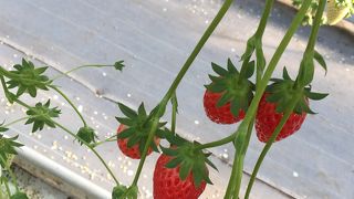 甘い、美味しい、貸切？