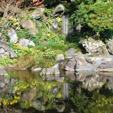 二の丸庭園の滝とツワブキ