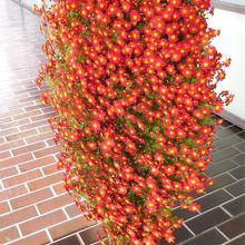 三の丸尚蔵館入り口の菊