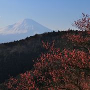 紅梅と富士山の競演