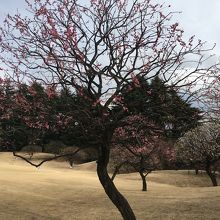 和風別館前の庭に咲き始めた梅