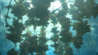 洗練された新しい水族館