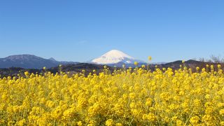 菜の花と富士山の眺めが有名だったので行ってみました。