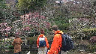 満開の梅がお出迎え