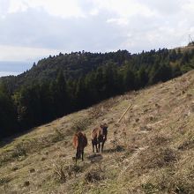 道路わきにいた２頭