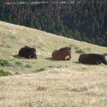 丘を上って見つけた３頭。苦労が報われました。