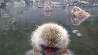 1メートルの至近距離でも不動のお猿