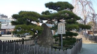 源義経が鎧をかけたという伝説が残る松