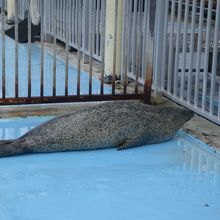 名前を呼ばれたアザラシが次々に上がってきます