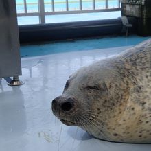 アザラシに触れたり一緒に記念撮影もできます