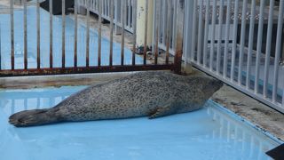 アザラシに最接近（オホーツクとっかりセンター）