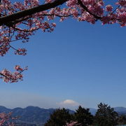 かながわ　地元の桜まつりで富士山と桜を愉しむ　まつだ桜まつり   2017春