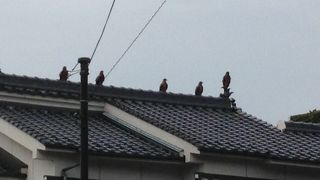 トンビに餌やり