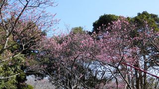 梅まつりがあり初めていってみました。４種類１００本の梅があるそうです。