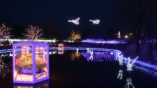 あしかがフラワーパークのイルミ