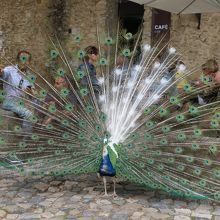 時折、孔雀が羽を広げます。