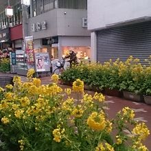 菜の花が一杯の駅前商店街