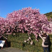 河津1の桜